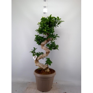 Ficus microcarpa 'Ginseng'