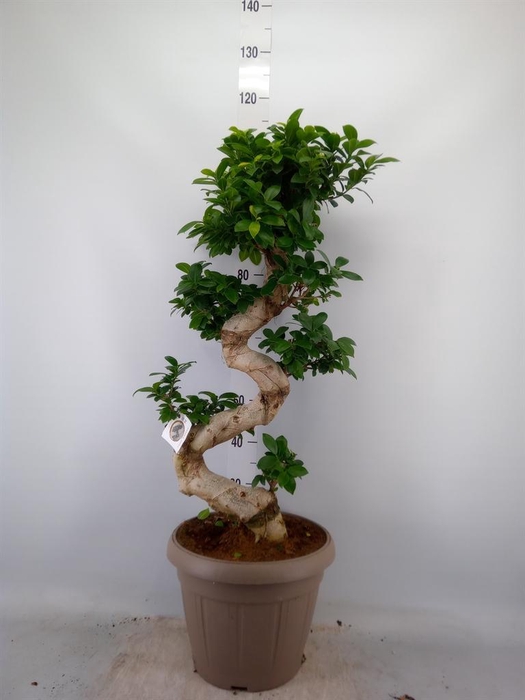<h4>Ficus microcarpa 'Ginseng'</h4>