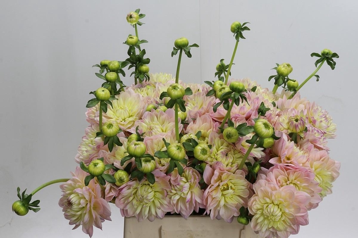 <h4>Dahlia Dianas Memory</h4>