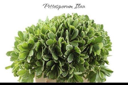 <h4>Pittosp Ilan</h4>