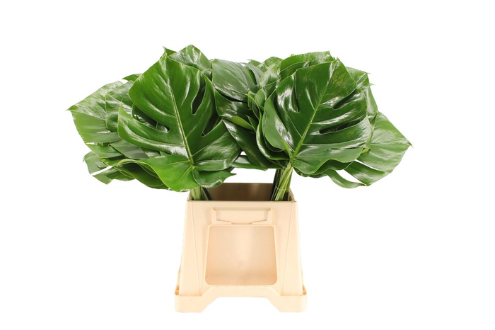 <h4>Monstera 27cm</h4>