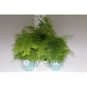 Asparagus Setaceus In Tess Keramiek