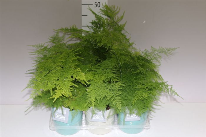<h4>Asparagus Setaceus In Tess Keramiek</h4>