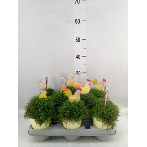 Soleirolia soleirolii   ...green