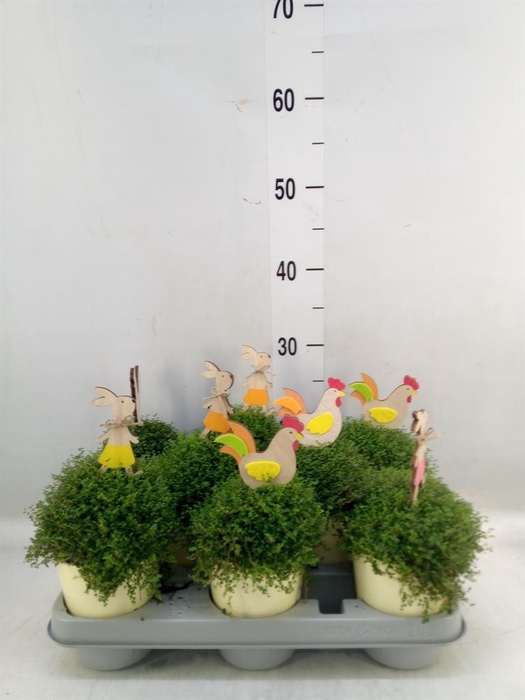 <h4>Soleirolia soleirolii   ...green</h4>