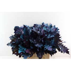 Quercus Rubra Fr Joker Spray