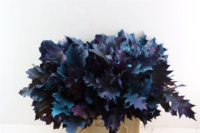 <h4>Quercus Rubra Fr Joker Spray</h4>