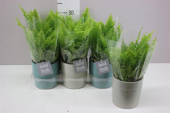 <h4>Nephrolepis Ex Vitale Tess Keramiek</h4>