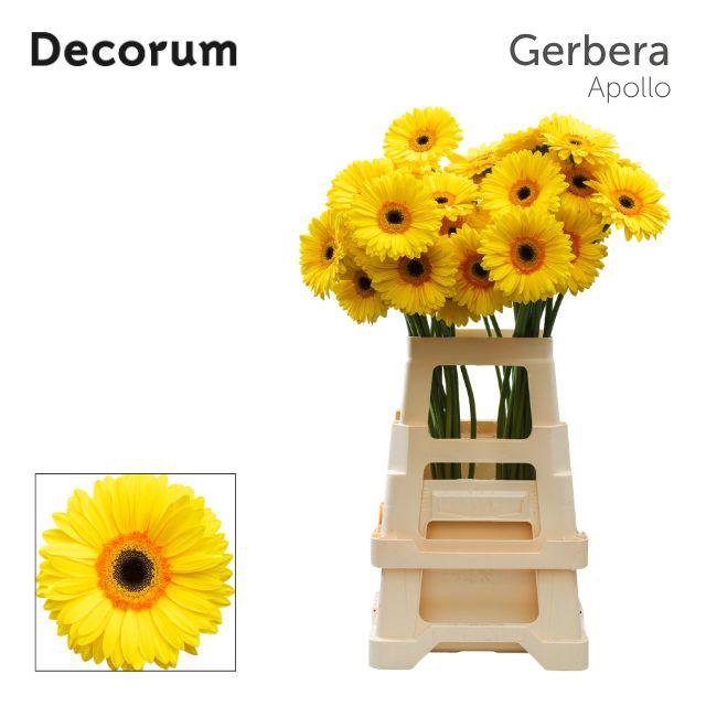 <h4>Gerbera Apollo Water x40 Lang</h4>