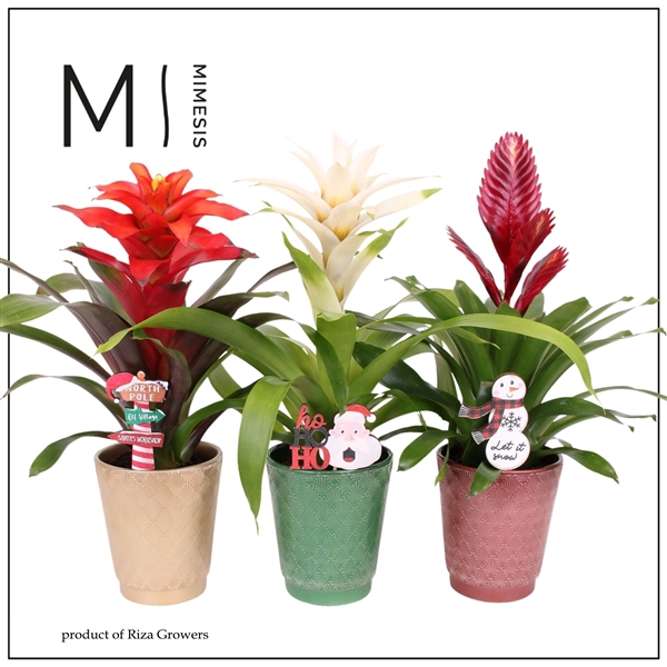 <h4>Bromelia variés</h4>
