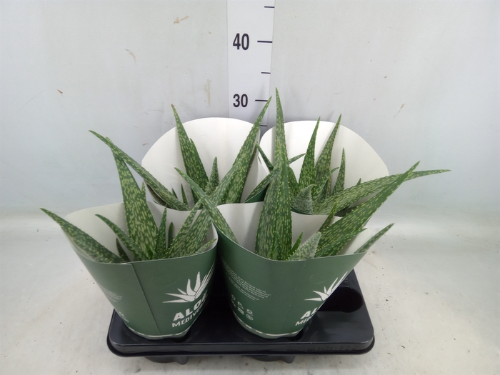 <h4>Aloe  'Meridiaan'</h4>