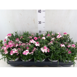 Dianthus  'Sprint Pink and Proud'
