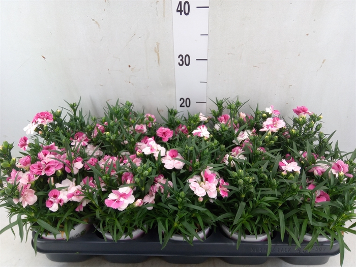 <h4>Dianthus  'Sprint Pink and Proud'</h4>