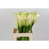 Zantedeschia Eydolls White