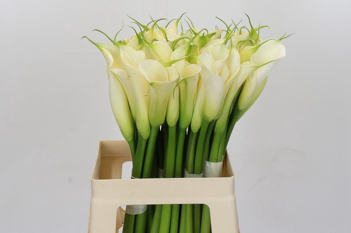 Zantedeschia Eydolls White