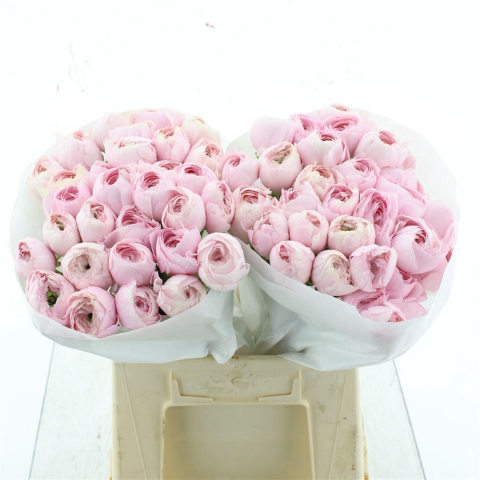 <h4>Ran Su Favola Extra</h4>