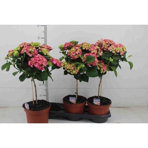 Hydrangea mac Hot Red 19Ø 60cm 7fl