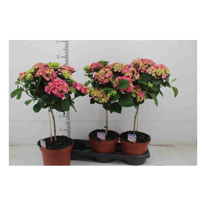 <h4>Hydrangea mac Hot Red 19Ø 60cm 7fl</h4>