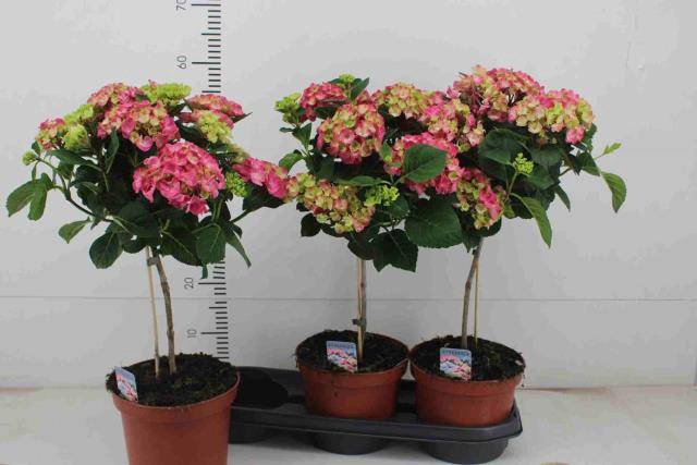 Hydrangea mac Hot Red 19Ø 60cm 7fl