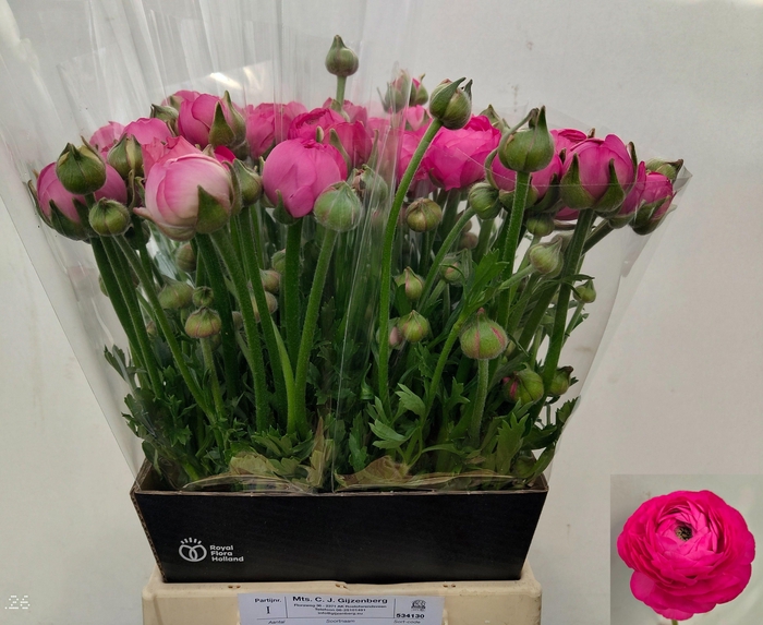 <h4>RAN THOM BONBON</h4>