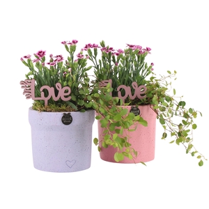 21984: Love outdoor arrangement