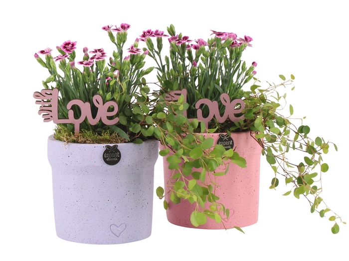 <h4>21984: Love outdoor arrangement</h4>
