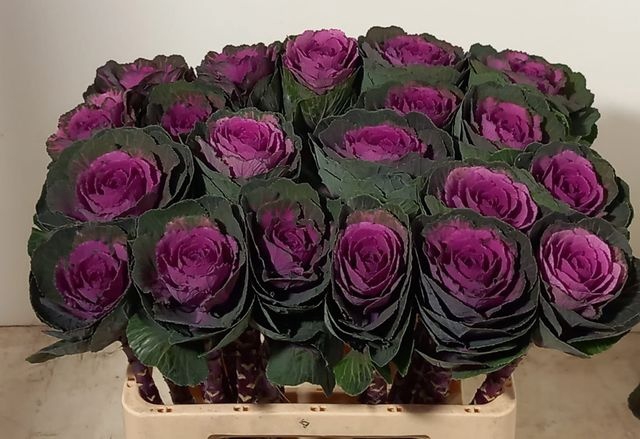 <h4>BRASS RED CRANE</h4>