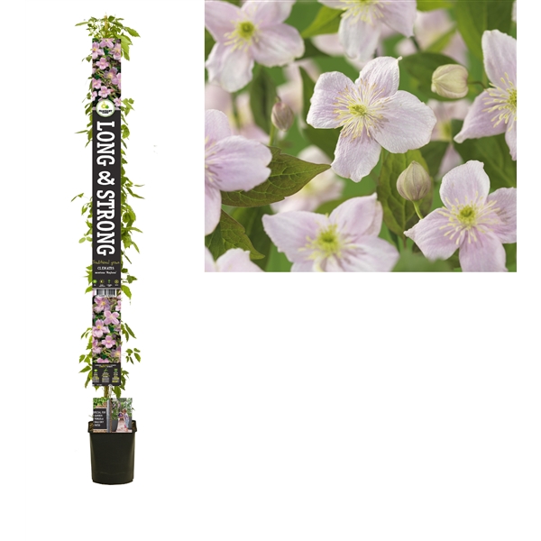 <h4>Clematis montana 'Mayleen' +light label</h4>