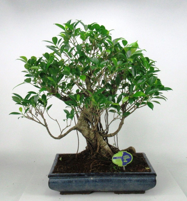<h4>Ficus retusa, 38 cm., shape, without drip tray</h4>