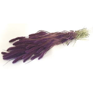 DRIED FLOWERS - SETARIA purple