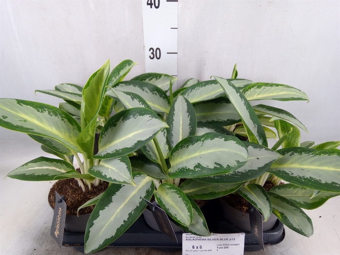 <h4>Aglaonema  'Silver Blue'</h4>