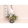 Hangpotten 27 waterreservoir Mix 13 Bacopa Trio