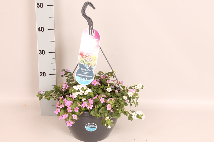 Hangpotten 27 waterreservoir Mix 13 Bacopa Trio