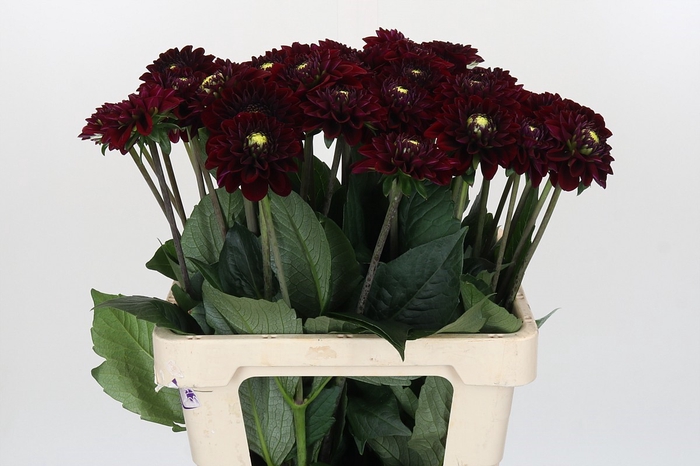 <h4>Dahlia Black Fox</h4>