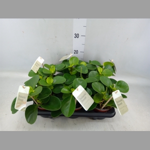 Peperomia obt. 'Green Gold'