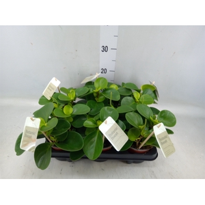 Peperomia obt. 'Green Gold'