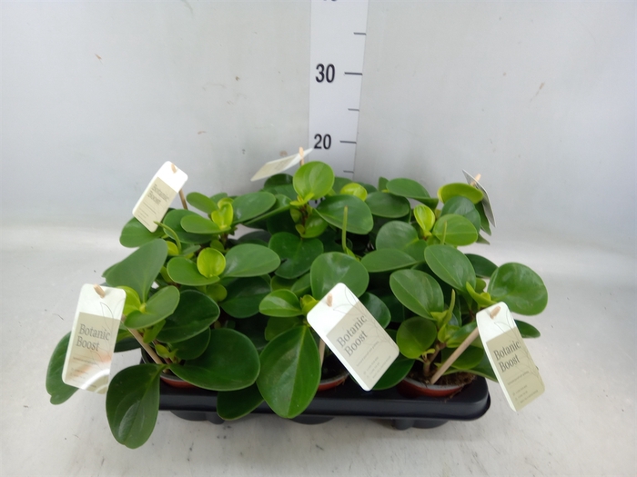 <h4>Peperomia obt. 'Green Gold'</h4>