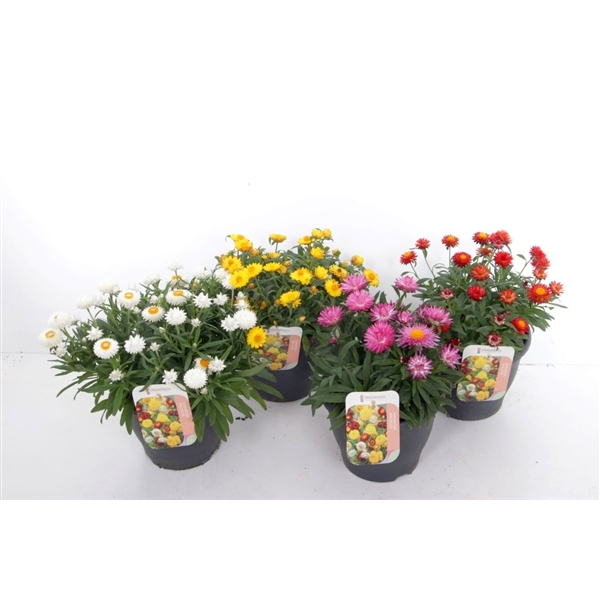 <h4>Xerochrysum bracteatum mix</h4>