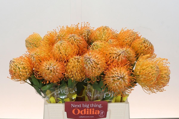 <h4>LEUCO JELENA</h4>