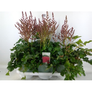 Astilbe  'Younique Carmine'