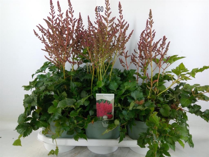 <h4>Astilbe 'Younique Carmine'</h4>