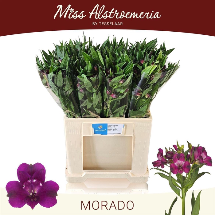 <h4>Alstr Morado</h4>