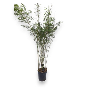 Fargesia robusta 'Campbell'