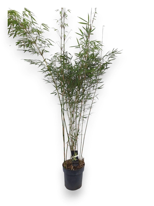 <h4>Fargesia robusta 'Campbell'</h4>