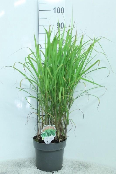 <h4>Miscanthus Sinensis Malepartus</h4>