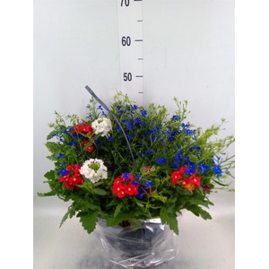 Perkplanten   ...mix /pot [Bedding]