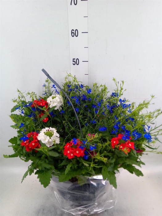 <h4>Perkplanten   ...mix /pot [Bedding]</h4>