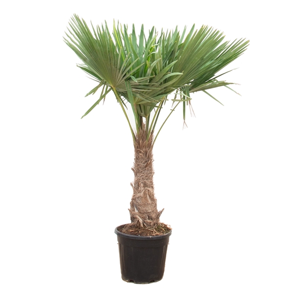 <h4>Trachycarpus Fortunei - 180cm</h4>