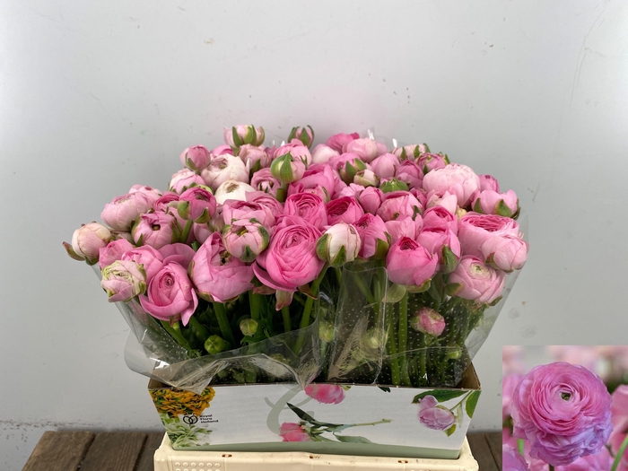 <h4>RAN EL PINK</h4>