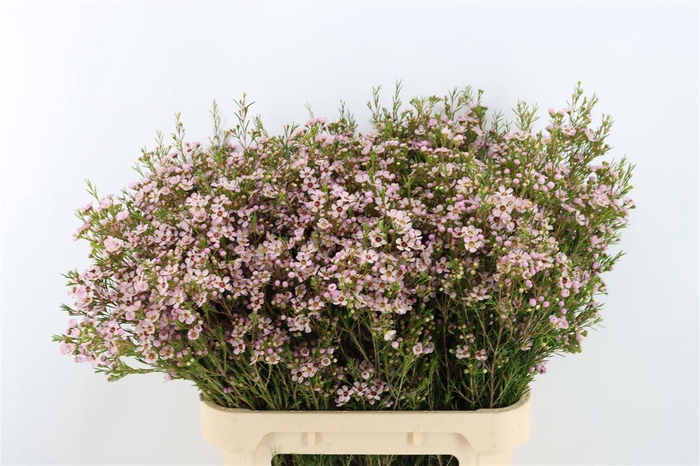 <h4>Chame Pink Nir</h4>